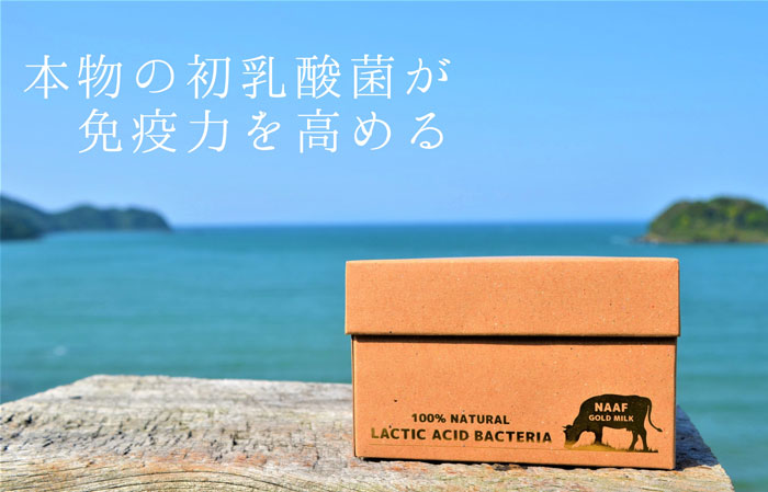 【キャンペーン中!】初乳酸菌　GOLD LACTIC ACID BACTERIA